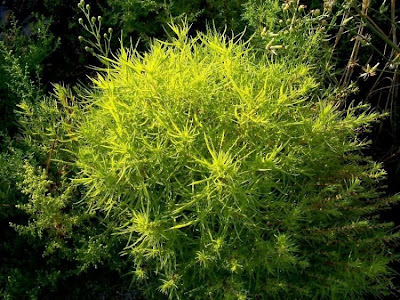 Kochia scoparia,
,
Besenkraut,
burningbush,
common kochia,
fireweed,
Granata comune,
hokigi,
kochia,
Kochia Broom,
Mexican burningbush,
Mexican firebrush,
Mexican fireweed,
Mexican-fireweed,
mirabel,
mirabela,
mock cypress