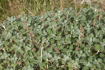 Marrubium vulgare L.