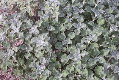 Marrubium vulgare L.
