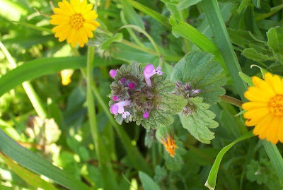 Common henbit Common henbit