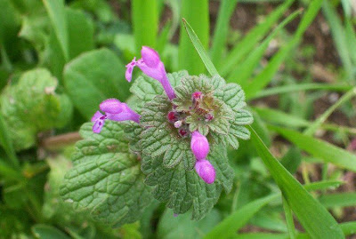Common henbit Common henbit