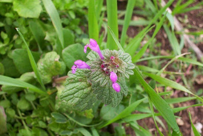 Common henbit Common henbit
