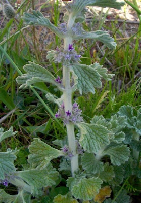 Marrubium alysson L.