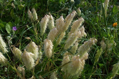 Lamarckia,
Golden Top,
goldentop grass,
lamarckia