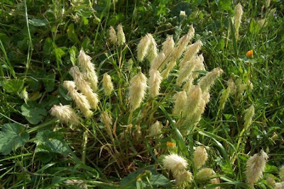 Lamarckia,
Golden Top,
goldentop grass,
lamarckia