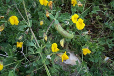 Edible Bird's Foot Trefoil Edible Bird's Foot Trefoil