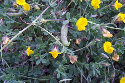 Edible Bird's Foot Trefoil Edible Bird's Foot Trefoil