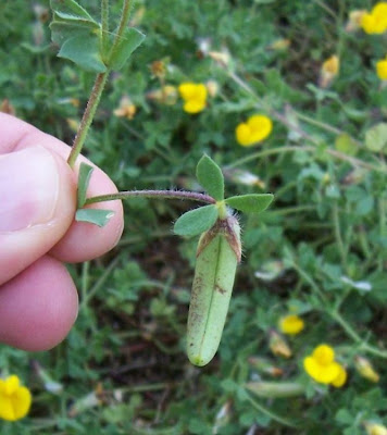 Edible Bird's Foot Trefoil Edible Bird's Foot Trefoil