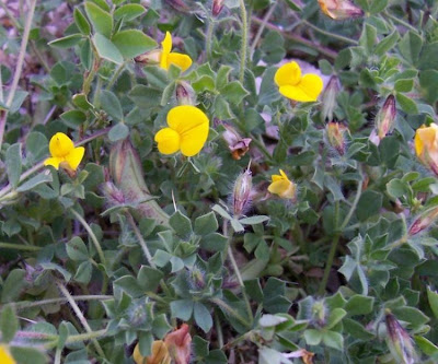 Edible Bird's Foot Trefoil Edible Bird's Foot Trefoil