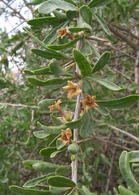 Boxthorn