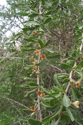 Boxthorn