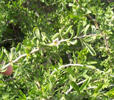 Boxthorn