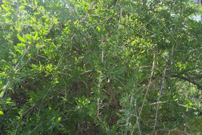 Boxthorn