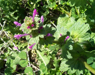 Common henbit Common henbit