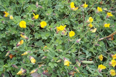 Edible Bird's Foot Trefoil Edible Bird's Foot Trefoil