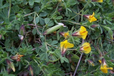 Edible Bird's Foot Trefoil Edible Bird's Foot Trefoil