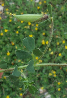 Edible Bird's Foot Trefoil Edible Bird's Foot Trefoil