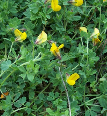 Edible Bird's Foot Trefoil Edible Bird's Foot Trefoil
