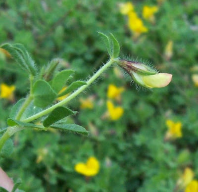 Edible Bird's Foot Trefoil Edible Bird's Foot Trefoil