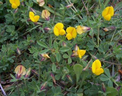 Edible Bird's Foot Trefoil Edible Bird's Foot Trefoil