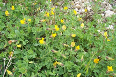 Edible Bird's Foot Trefoil Edible Bird's Foot Trefoil