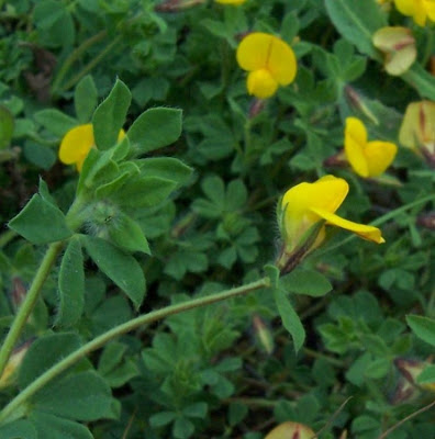 Edible Bird's Foot Trefoil Edible Bird's Foot Trefoil