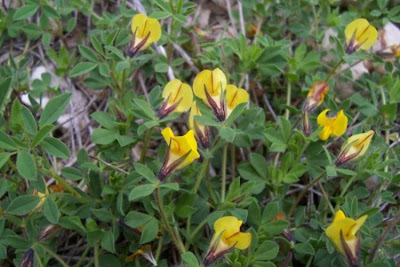 Edible Bird's Foot Trefoil Edible Bird's Foot Trefoil