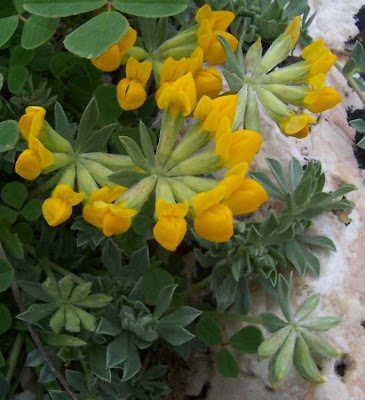 Creta trefoil Creta trefoil