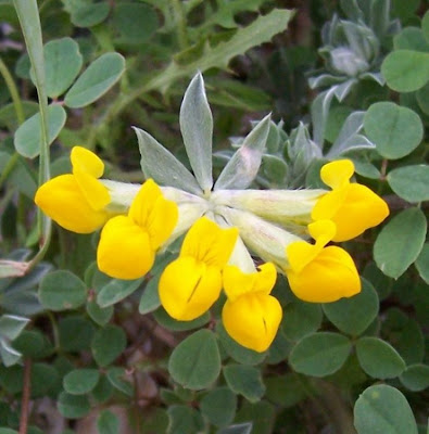 Creta trefoil Creta trefoil