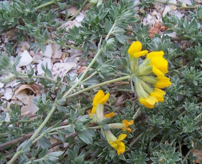 Ginestrino delle spiagge Ginestrino delle spiagge