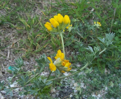 Ginestrino delle spiagge Ginestrino delle spiagge
