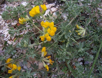 Ginestrino delle spiagge Ginestrino delle spiagge