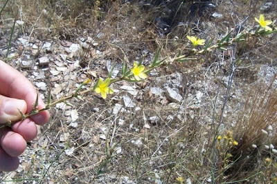 Lactuca viminea,
Lattuga alata,
Pliant Lettuce