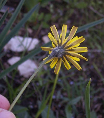 Dente di leone tuberoso