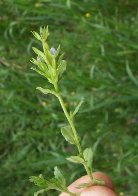 Legousia hybrida (L.) Delarbre