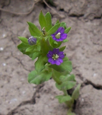 Legousia hybrida (L.) Delarbre