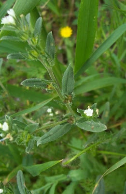 Field gromwell