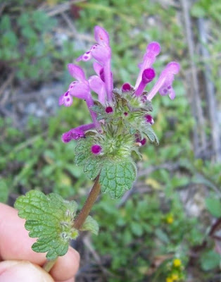 Common henbit Common henbit