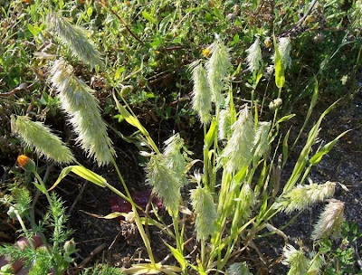 Lamarckia,
Golden Top,
goldentop grass,
lamarckia