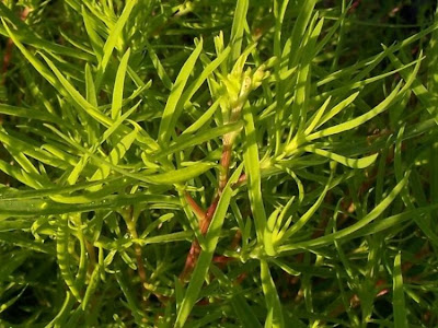 Kochia scoparia (L.) Schrader