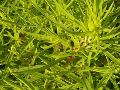 Kochia scoparia (L.) Schrader