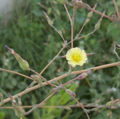 Lactuca serriola,
alface-brava-menor,
alface-de-espinho,
alface-silvestre,
China lettuce,
Erba Bussola,
escarola,
laitue sauvage,
laitue scarole,
Lattona,
Lattuga selvatica,
lechuga espinaca,
lechuga silvestre,
prickly lettuce