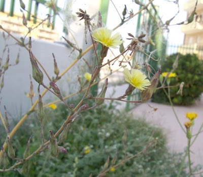 Lactuca serriola,
alface-brava-menor,
alface-de-espinho,
alface-silvestre,
China lettuce,
Erba Bussola,
escarola,
laitue sauvage,
laitue scarole,
Lattona,
Lattuga selvatica,
lechuga espinaca,
lechuga silvestre,
prickly lettuce