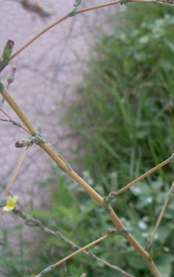 Lactuca serriola,
alface-brava-menor,
alface-de-espinho,
alface-silvestre,
China lettuce,
Erba Bussola,
escarola,
laitue sauvage,
laitue scarole,
Lattona,
Lattuga selvatica,
lechuga espinaca,
lechuga silvestre,
prickly lettuce