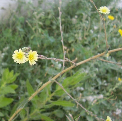 Lactuca serriola,
alface-brava-menor,
alface-de-espinho,
alface-silvestre,
China lettuce,
Erba Bussola,
escarola,
laitue sauvage,
laitue scarole,
Lattona,
Lattuga selvatica,
lechuga espinaca,
lechuga silvestre,
prickly lettuce