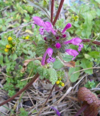 Common henbit Common henbit