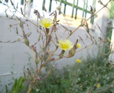 Lactuca serriola,
alface-brava-menor,
alface-de-espinho,
alface-silvestre,
China lettuce,
Erba Bussola,
escarola,
laitue sauvage,
laitue scarole,
Lattona,
Lattuga selvatica,
lechuga espinaca,
lechuga silvestre,
prickly lettuce