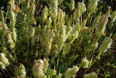 Lamarckia,
Golden Top,
goldentop grass,
lamarckia