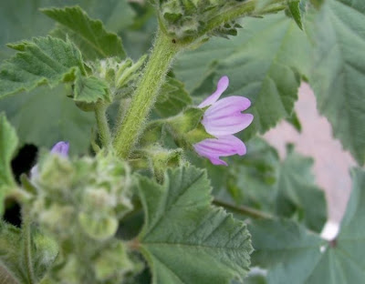 Cretan-hollyhock Cretan-hollyhock
