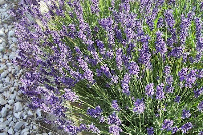 Lavandula angustifolia Miller